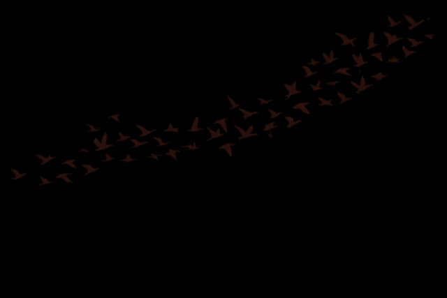 Migratory Birds